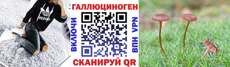 Купить где  Данков  Псилоцибиновые грибы Magic Shrooms 